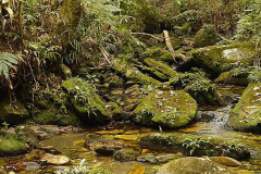 MATA-DE-GALERIA